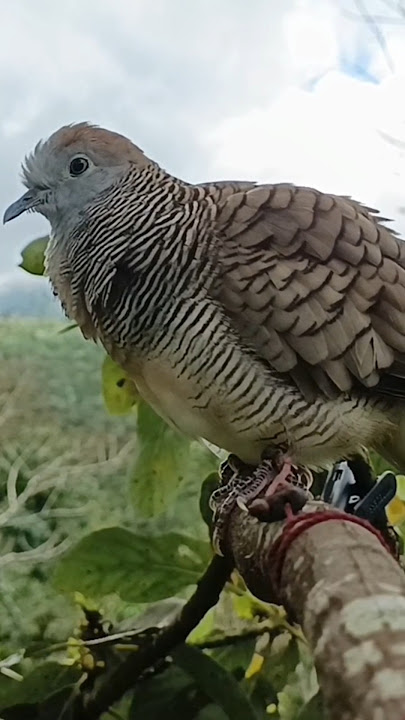 Suara Burung Perkutut Untuk Pancingan Supaya Bunyi
