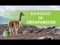 8 Animales en PELIGRO DE EXTINCIÓN en CHILE 🦅 2019