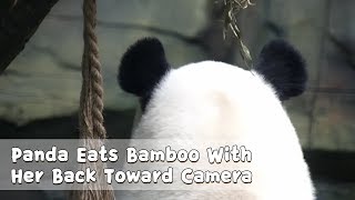 Panda Eats Bamboo With Her Back Toward Camera  | iPanda screenshot 5