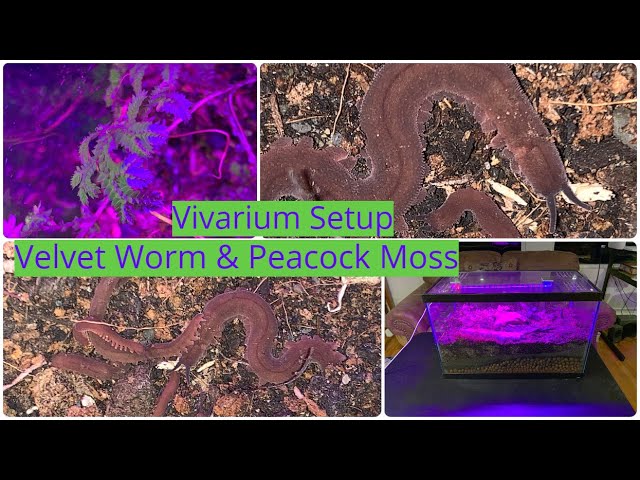 Velvet Worms Vivarium How To Set Up 