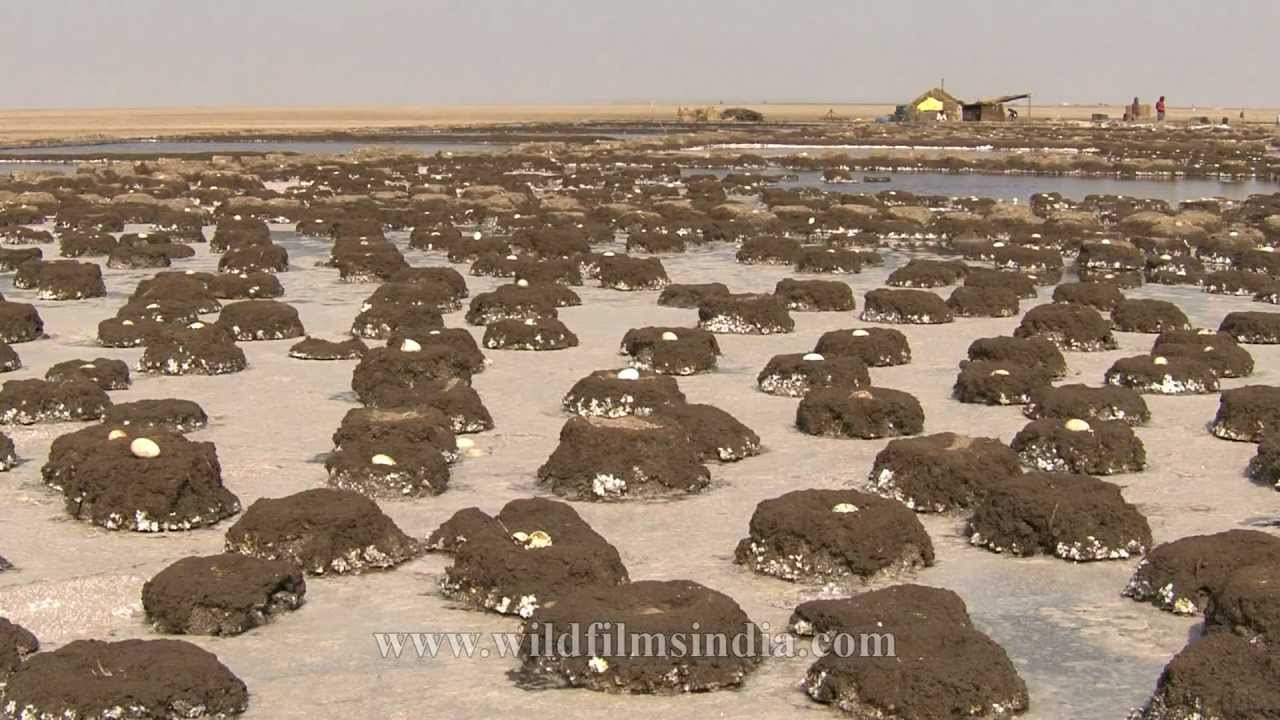 Forsaken eggs of lesser flamingos in little Rann of Kutch! 