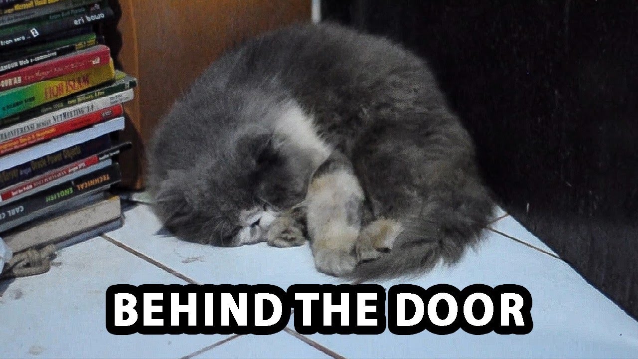CAT SLEEPING BEHIND THE DOOR YouTube
