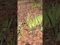 Предчувствие весны…