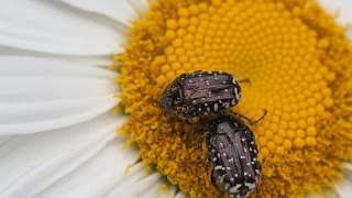 Хлорка для сада. Цветоеды. Нужна ли аэрация?(Можно ли опрыскивать растения хлоркой? Куда лучше повесить скворечник? Как изничтожить противного..., 2015-05-30T06:00:01.000Z)