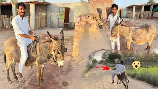 Mini Zoo Main Donkey A Gia Or Ride Bi kr Li 🤣