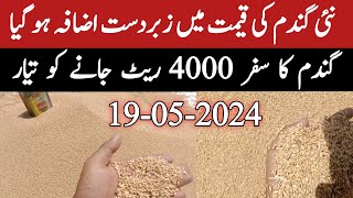 Galla Mandi Me Khane Wali Bilkol Saf Gandam Ka Rate | Today Wheat Price