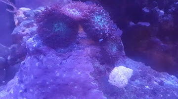 Lighting Problems in the Saltwater 29 Gallon Biocube