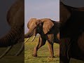 The Smartest Giant in the Animal Kingdom