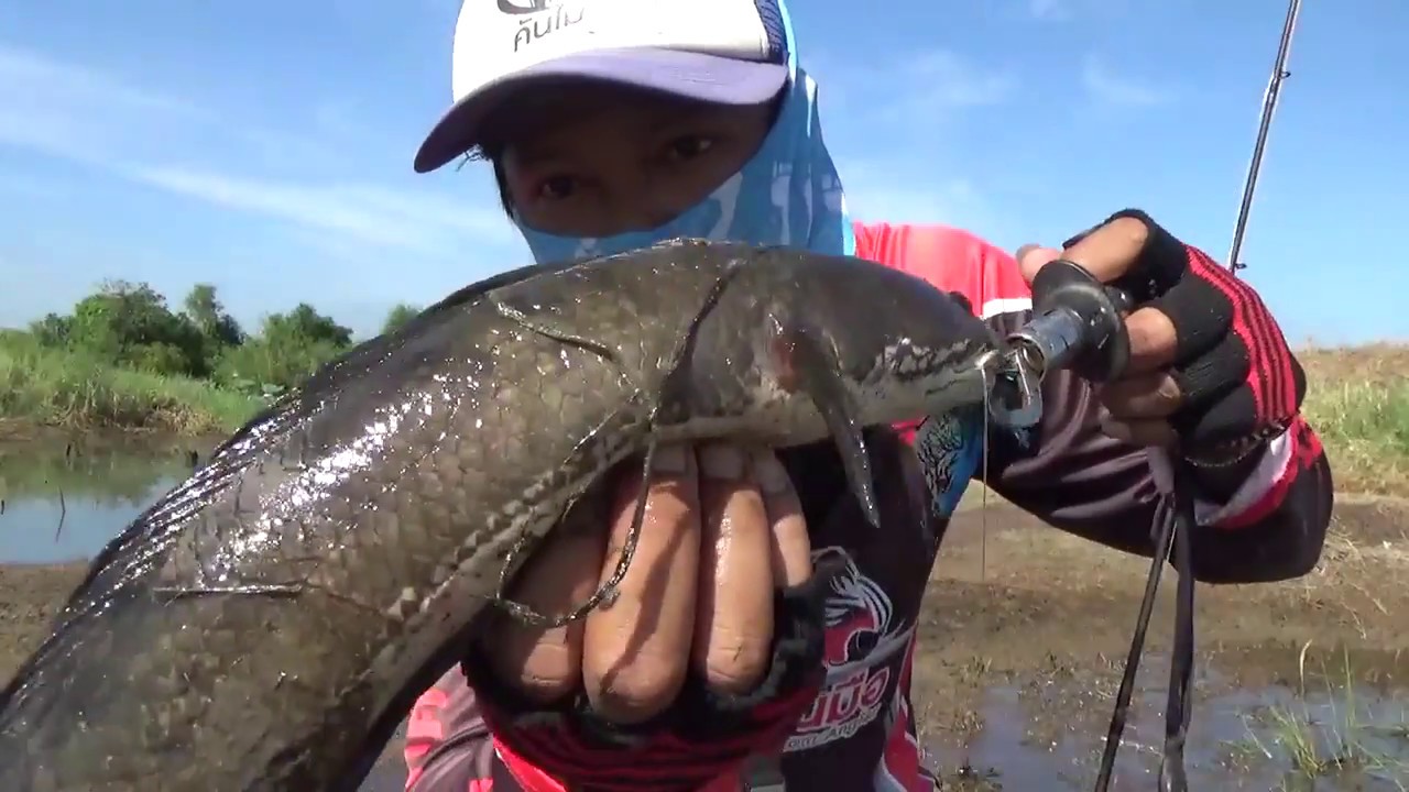 how to catch fish - sneak head fish in Thailand 001