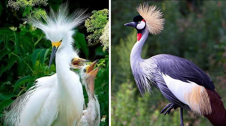 The World’s 10 Giant Birds You Won’t Believe Exist (2025)