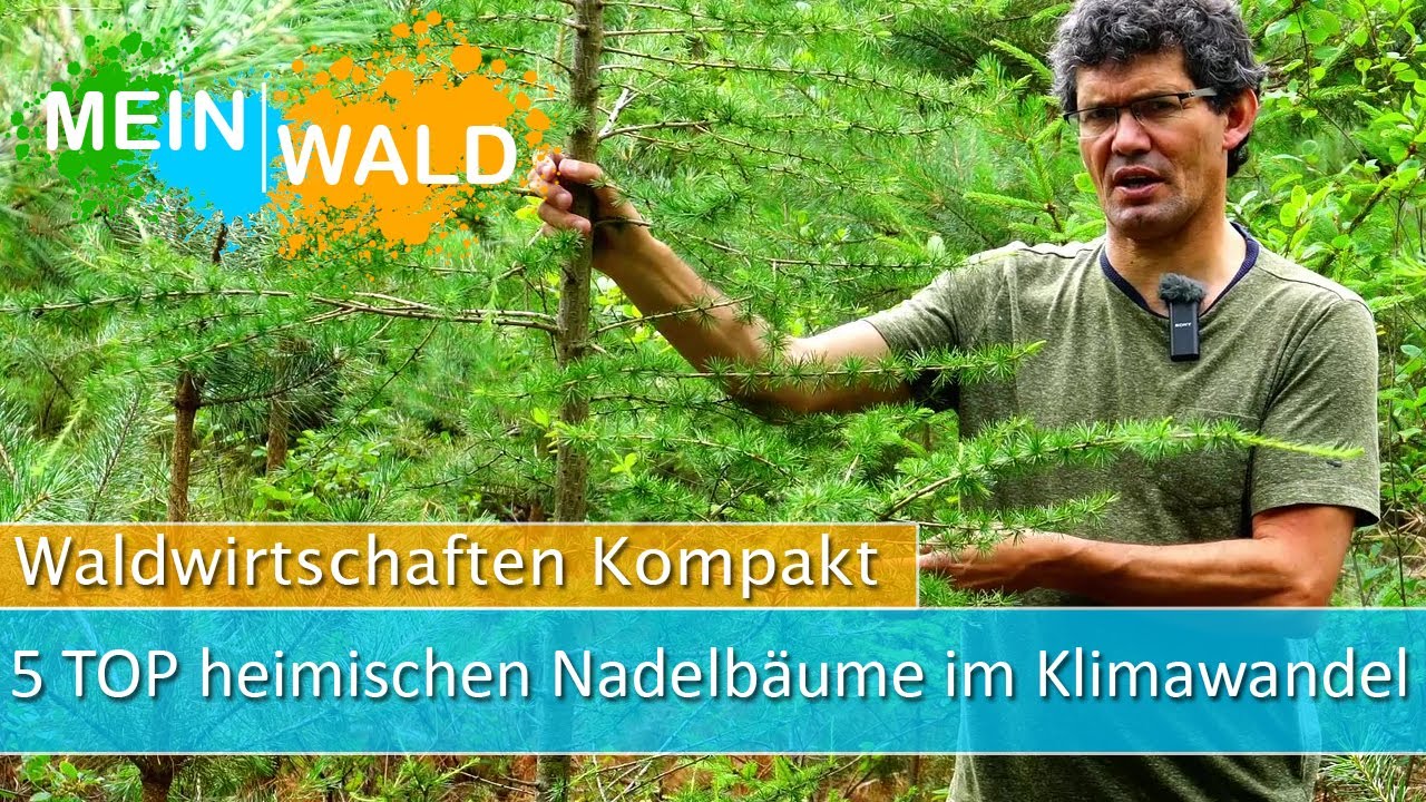 Klimawandel und einheimische Nadelbäume 🌲 Welche ist die beste Baumart?