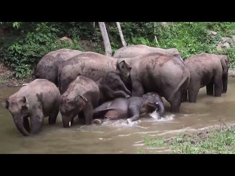 המסע המדהים של עדר הפילים הסיני הגיעו לסופו