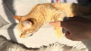 Playing with cat paws in the sun #cat #catlover #pets