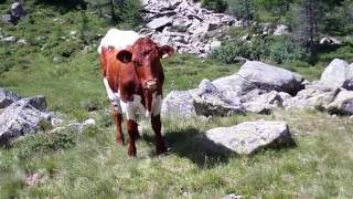 Mucche in Val fredda ,mucche felici