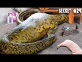 What Did I Feed My Giant Anaconda?