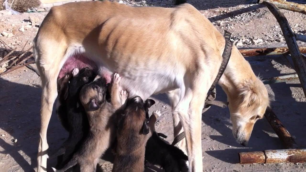 Saluki dog breastfeeding YouTube