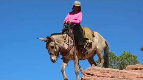 Tabitha, Hip #43 Jake Clark Mule Days 2020 Online ...