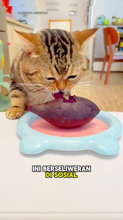 Naughty Fat Cat Likes to Ask for Food from His Owner🐱😊