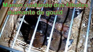 Manon cuidando filhote de diamante gould by Anésio M. V. B 507 views 6 months ago 7 minutes, 17 seconds