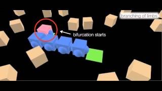 Bodyformation of a multi-robot-organism using virtual embryogenesis