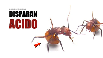 ¿Las hormigas orinan ácido?