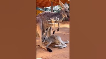 هذا خلق الله|سورة لقمان~الآية11 #اجر_لي_ولكم #قران_كريم