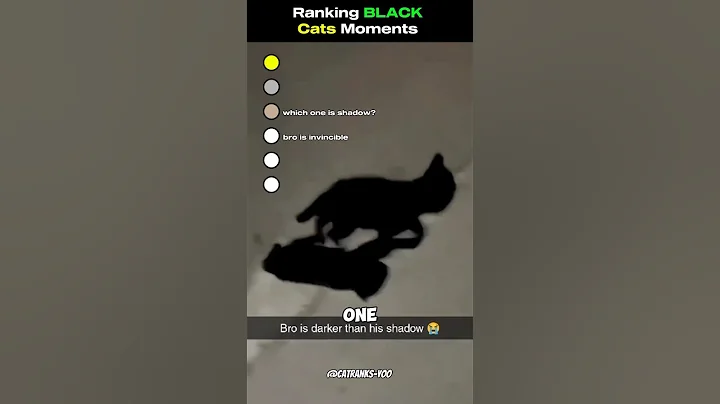 Video 11387231: funnycats black cat, funny cat black