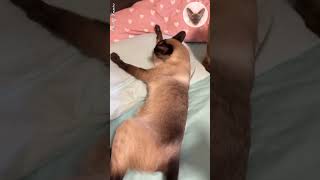 I stroked one cat, which means the rest will come soon  cats love affection | oriental cats