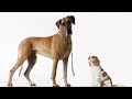 Dane dog-scientific, informative video.