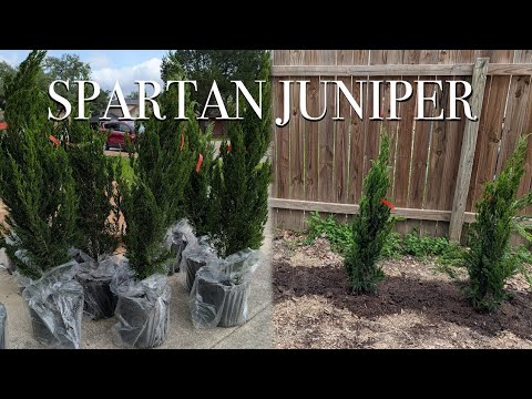 SPARTAN JUNIPER || Privacy Hedge || CHEZ JACLYN