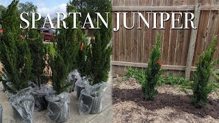 SPARTAN JUNIPER || Privacy Hedge || CHEZ JACLYN