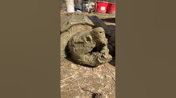 A Snappin Turla 😳#alligatorsnappingturtle #snappingturtle #turtle