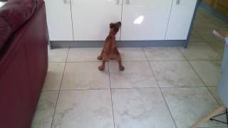 Crazy Irish terrier