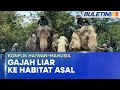 KONFLIK HAIWAN-MANUSIA | Pak Tam Ecer Sering Rosak Tanaman Dipindahkan Ke Habitat Asal