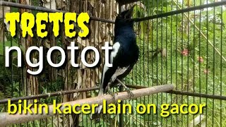 Tretes gacor doerrr ngotot pancing emosi kacer lain di jamin ikut gacor