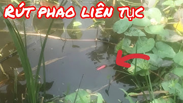 Câu Cá Rô Với Mồi Này Chưa Bao Giờ Móm / Yêu Lắm Miền Tây