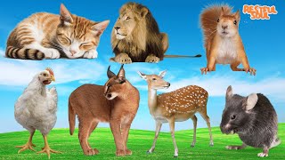 The most beautiful pets: Cat, Lion, Squirrel, Chicken, Cat, Deer, Mouse.