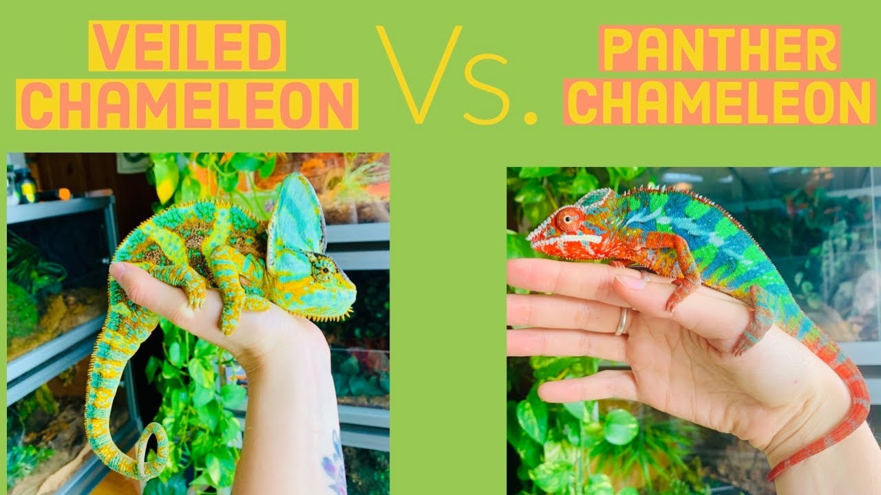 Jackson Chameleon Vs Veiled