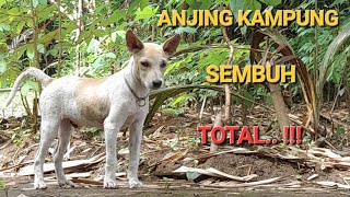 mengobati anak anjing kampung