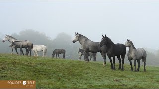 Le cheval Percheron