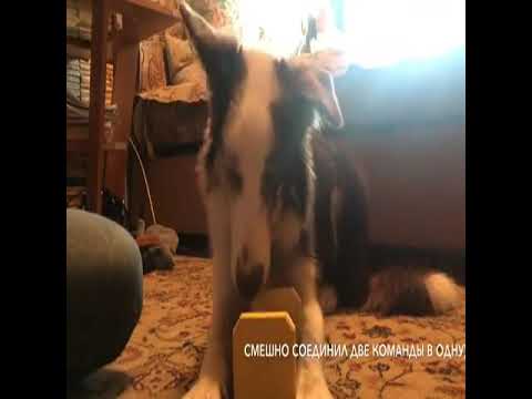 Catty A Dog Videos Yeah I Do Not Know What It Mean Either SUBSCRIBE FOR MORE