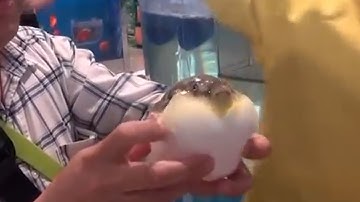 Trung Quốc: "Hóa phép" cá nóc từ có có độc thành không độc | VTV24