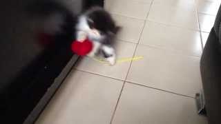 Funny cat si pesek