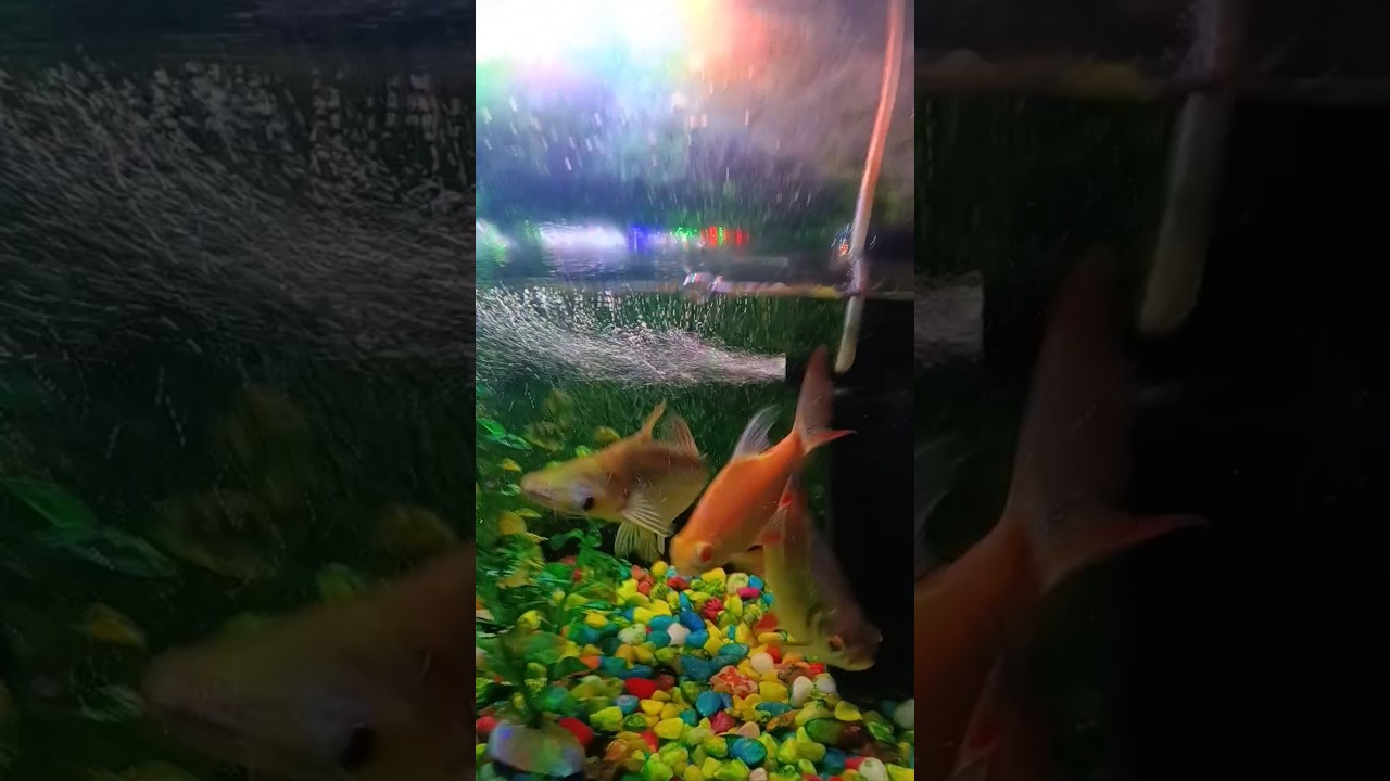 #fish #aquarium gold 🐠🐠🐠🐠🐟🐟🐟😘🥰😍