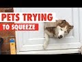 Fluffy pets squeezing through small spaces