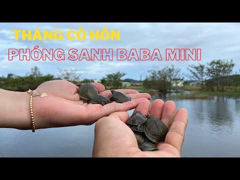Video Phóng sinh tháng 7 ở Phú Quốc | Thả Ba Ba Mini về với... - youtube