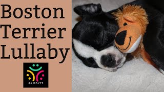 Boston Terrier Lullaby:  MUSIC ONLY 15+ Minutes Boston Terrier Photos