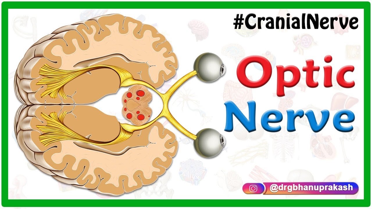 The Optic Nerve (CN II) anatomy and Visual Pathway animation - YouTube