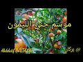 موسم جني فاكهة البرتقال 