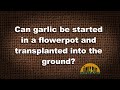 Q&amp;A – Can Garlic be started in a pot and transplanted to the ground?